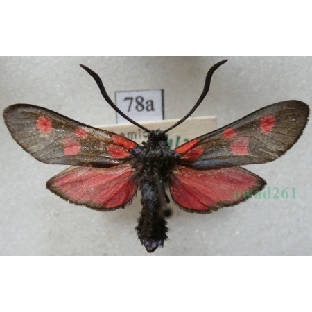 Zygaena lonicerae (Scheven, 1777) Czech78a